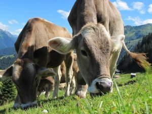 vaches